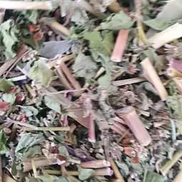 100 г гречиха посевная трава сушеная - свежий урожай