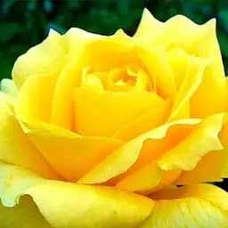 Троянда чайно-гібридна Agro-Market Ландора саджанець класу АА+ вищий сорт 1 шт. в упаковці (15952)