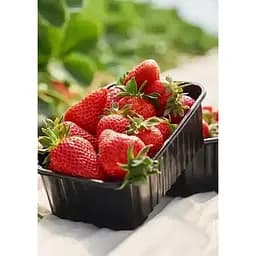 Саджанець Agro-Market Полуниця Искья (Ischia) 5шт (ремонтантний сорт) (44706)