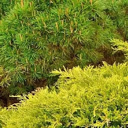 Саджанець Agro-Market Ялівець середній Mordigan Gold вазон С2 діаметр 30-40 см (180040)