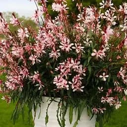 Гаура Ліндхеймера Gaudi "Medium Pink" (ефектний багаторічник) (189488) 1 саженец