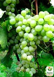 Саджанець Agro-Market Виноград Афродіта (кишмиш, середньо-ранній термін дозрівання, солодкий) 1 шт. в пакуванні (48706) - мініатюра 2