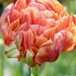 Тюльпан "Gudoshnik Double" (186238) 2 шт