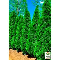 Саджанець Agro-Market Туя західна Смарагд (Smaragd) горщик P9 (38188) - мініатюра 2