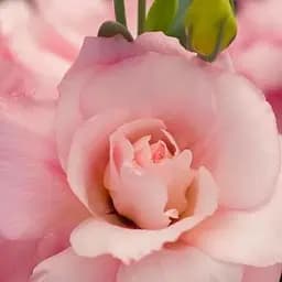 Еустома махрова "Mariachi Pink" укорінена в контейнері Р9 (50466) 1 саженец