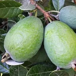 Саджанець Agro-Market Фейхоа зелена Король Жоан (King Joan) (26677) 1 шт. в упаковці