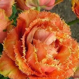 Тюльпан "Sensual Touch" (размер 10/11, большой) 2 шт (17120)