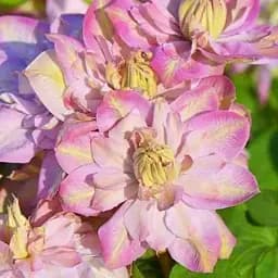 Клематис Agro-Market Innocent Blush повторноцветущий сорт 1 саженец в упаковке (38362)