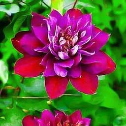 Саджанець Agro-Market Клематис Temptation (24093)