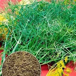 Семена Agro-Market Укроп Деликатесный на вес цена за 20 г (177355)