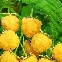 Саджанець Agro-Market Малина Золота феєрія (ремонтантний сорт) 2 шт. в пакуванні (25965)