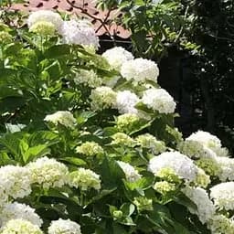 Саженец Agro-Market LMTD Гортензия крупнолистая цветущая 2-х летняя Snowball (20-30см) (62358)
