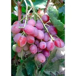 Саджанець Agro-Market Виноград Зоря Несветая (ранній термін дозрівання) 1 шт. в упаковці (44456)