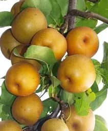 Саджанець Agro-Market Азіатська груша Коко Суї з мускатно-шоколадним присмаком (осінній сорт, пізній термін дозрівання) 1 шт. в упаковці (101605)