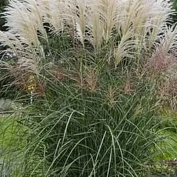 Мискантус китайский "Oligostachyus" (189634) 1 саженец