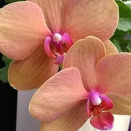 Саджанець Agro-Market Орхідея (Phalaenopsis) Apricot (50456) 1 шт. в упаковці (кімнатний)
