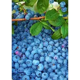 Саджанець Agro-Market Лохина (чорниця садова) Гурон (Huron) (середній термін дозрівання, самозапильний сорт) 1 шт. в упаковці (46159)