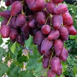 Виноград десертный Agro-Market Перечный Красный (укорененный саженец в контейнере) (187663) 1 саженец в упаковке