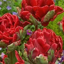 Саженец Agro-Market Тюльпан Double Rococo 2 шт.