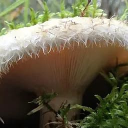 Сухий зерновий міцелій "Груздь справжній" 10г (45494)