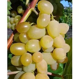 Саджанець Agro-Market Виноград десертний Академік Власів (солодкий гармонійний) (183950) 1 шт.