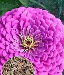 Насіння Весна Цинія жоржиноквіткова Малинова, на вагу, ціна за 3 г (33091)