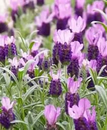 Лаванда Agro-Market Anouk Стехадська 2-х річна 20-30 см з Нідерландів 1 саджанець в упаковці (152169)