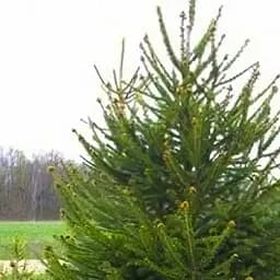 Саджанець Agro-Market Ялина звичайна горщик P9 (37017)