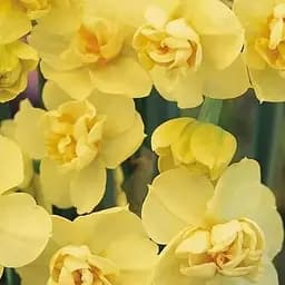 Нарцисс "Yellow Cheerfulness" 2 шт (17187)