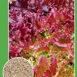 Насіння Весна Салат Ред корал 0.5 г (10197)