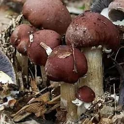 Сухий зерновий міцелій "Кільцевик" 100г (45576)