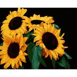 Набор для росписи по номерам Strateg Яркие подсолнухи на чёрном фоне 50 х 40 см (AH1185-13)