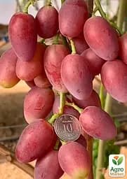 Саджанець Agro-Market Виноград Квазар (надвеликий виноград із солодкою, хрусткою ягодою) 1 шт. в пакуванні (158313) - мініатюра 2
