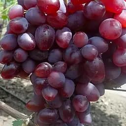 Виноград десертный Agro-Market Полонез (укорененный саженец в контейнере) (187660) 1 саженец в упаковке