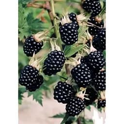 Саджанець Agro-Market Ожина пізня Лох Несс (Loch Ness) 1 шт. в упаковці (23599) - мініатюра 2