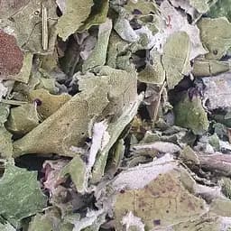 100 г мать-и-мачеха трава сушеная - свежий урожай