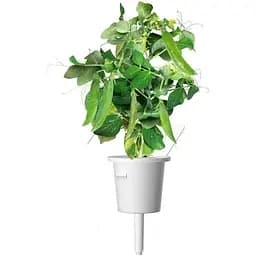 Змінний картридж Click & Grow Smart Garden Карликовий горошок, 3 капсули (8998)