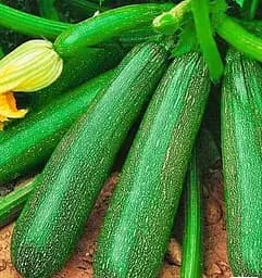 Насіння Весна на вагу Кабачок Солідор ціна за 8 г (177667)