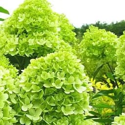 Саджанець Agro-Market Гортензія волотиста лайм Ріо-Гранде (Rio Grande) (морозостійкий сорт) (103401)