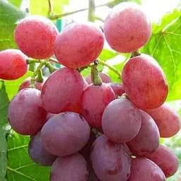 Саджанець Agro-Market Виноград Гурман Лакомка (дуже ранній термін дозрівання) 1 шт. в пакуванні (17691)