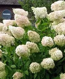 Гортензия Agro-Market Grandiflora древовидная 2-х летняя высота саженца 20-30 см 1 саженец в упаковке