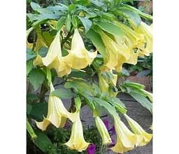 Саджанець Agro-Market Бругмансія деревоподібна Gold (49868) 1 шт. в упаковці