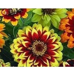 Циния "Старый Мехико" Весна 0.4г (16026)