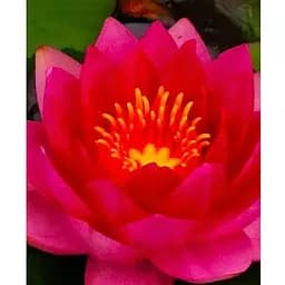 Саджанець Agro-Market Німфея James Brydon (52524) (Корневище) 1 шт.