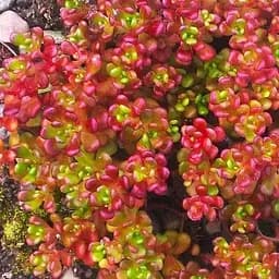 Саженец Agro-Market Очиток Орегонский (Sedum oreganum) (62142) 1 шт в упаковке
