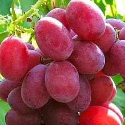 Саджанець Agro-Market Виноград Вовчик (найранніший термін дозрівання, дуже велика гроно) 1 шт. в пакуванні (48716)