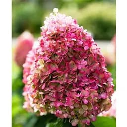 Гортензія волотиста 2-річна "Living-Pinky Promise" висота саджанця 20-30см (186198) 1 саженец