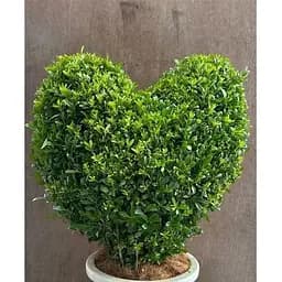 Самшит вечнозеленый формованный "Сердце" (189765) 1 саженец