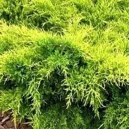 Саженец Agro-Market Можжевельник средний Mordigan Gold (контейнер Р9, высота 10-12 см) (39028) 1 шт. в упаковке