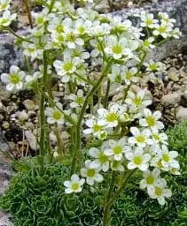 Саженец Agro-Market Камнеломка метель Minima 1 шт. в упаковке (182636)